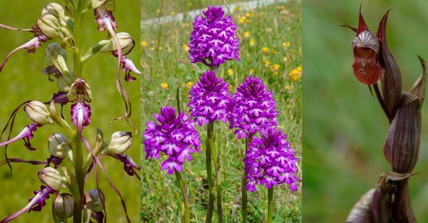 The wonderful orchids of Greece!