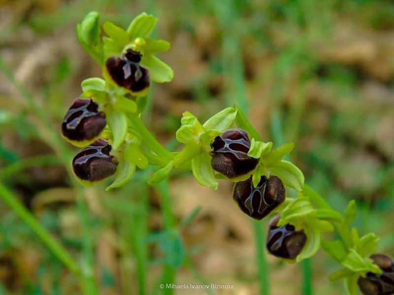 wp-content/uploads/Ophrys-Epirotica.jpg