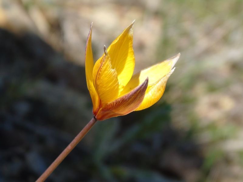 wp-content/uploads/Tulipa-australis.jpg